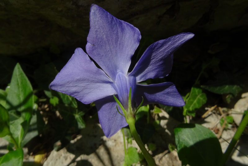 Vinca major (subsp. hirsuta?) - Apocynaceae